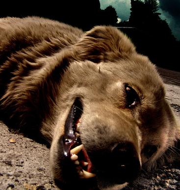 El Parlamento rumano autoriza la captura y muerte de perros callejeros