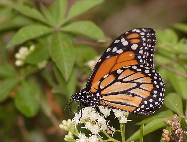 Las mariposas monarca cruzan el Atlántico y se instalan en Andalucía