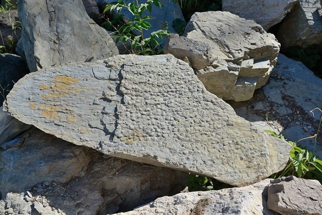 Crisis bióticas ralentizaron la salida de la gran extinción del Pérmico