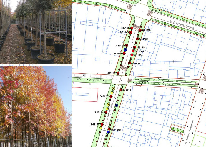 Logroño ‘proyecto’ polémico para la renovación de arbolado en Avenida de Colón