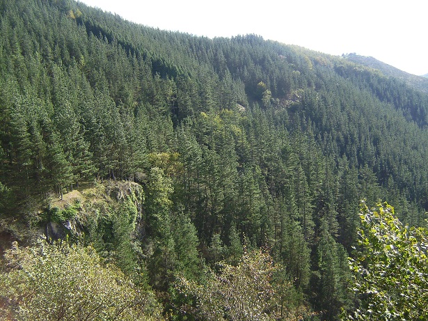 El fabricante de pasta zubialde crea el primer grupo de bosque Con certificado fsc® del Pais Vasco