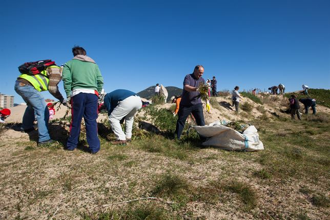 Provoca elimina plantas invasoras en las dunas de la playa Salvé (Laredo)