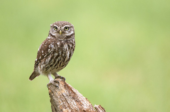 Europa Central está cada vez más poblada por especies de ambientes cálidos