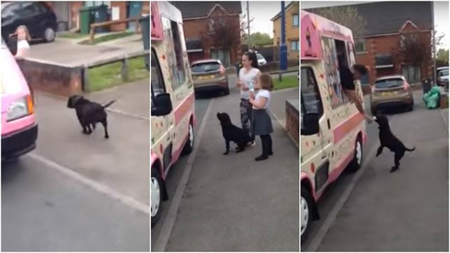 El perro ‘heladero’ (Vea VIDEO)