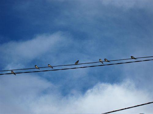 Endesa desarrolla actuaciones para favorecer los flujos migratorios de las aves