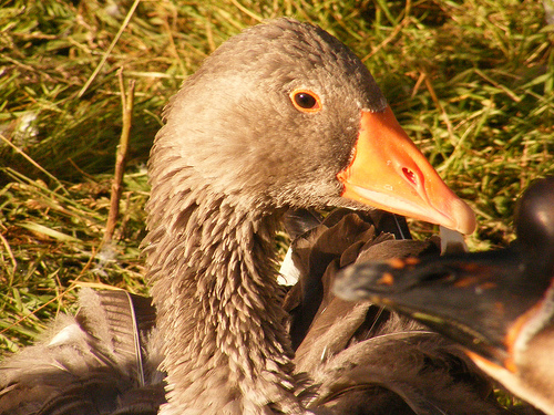 Galardones a los ayuntamientos españoles que mejoran la Biodiversidad