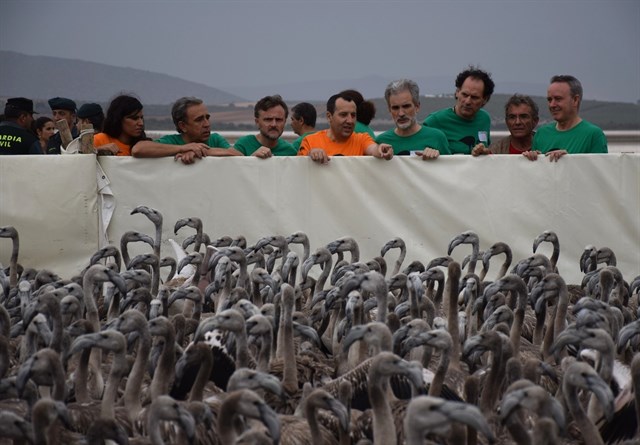 Marismas del Odiel acoge el único anillamiento de pollos de flamenco en Andalucía