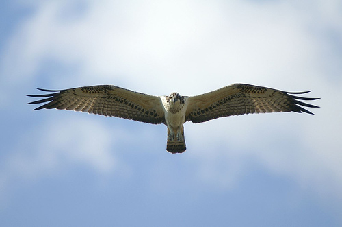 Iberia y la Fundación Migres traen a España 20 crías de águila pescadora