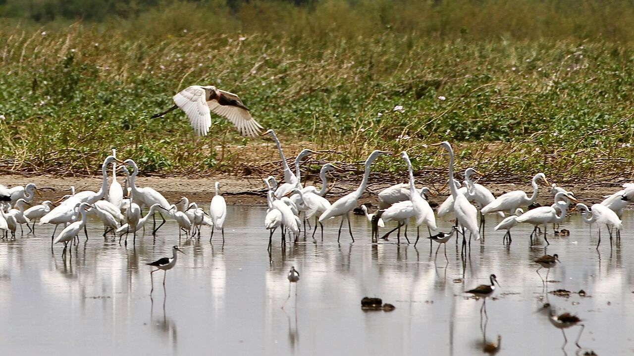 Costa Rica. Palo Verde celebra recuperación de humedal