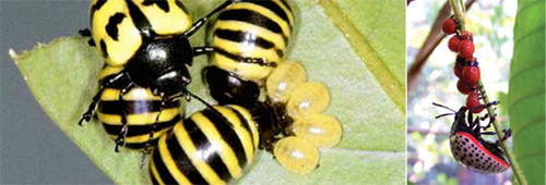 Los escarabajos coloridos de Panamá tienen instintos maternales