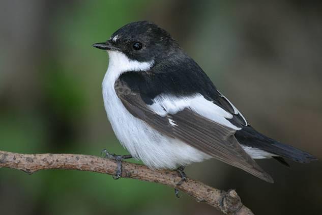 Por qué las hembras de Papamoscas Cerrojillo ocupan nidos ajenos