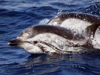 El PSOE pide al Gobierno prohibir las prospecciones en el Mediterráneo por la protección en trámite del paso de cetáceos