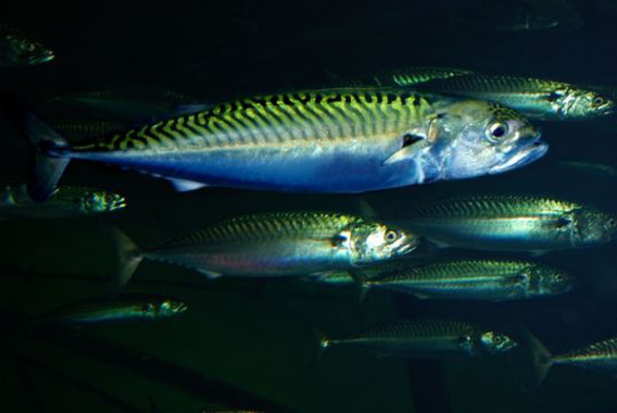 Parásitos como marcadores naturales de la biología y ecología de peces de interés comercial