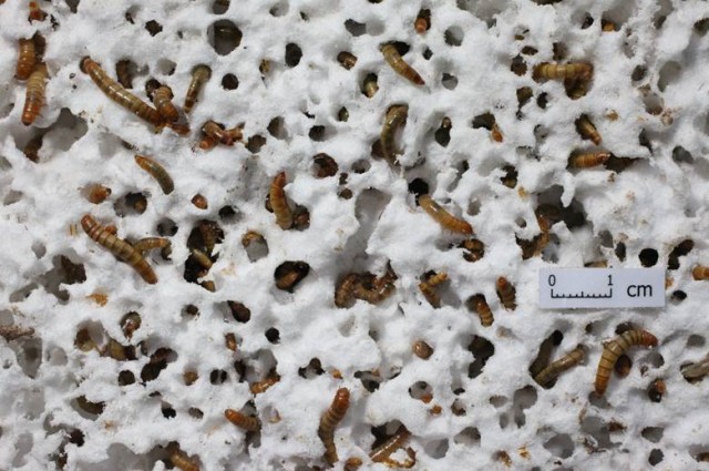 Plastic-Eating Mealworms Could Help Reduce Landfill Waste