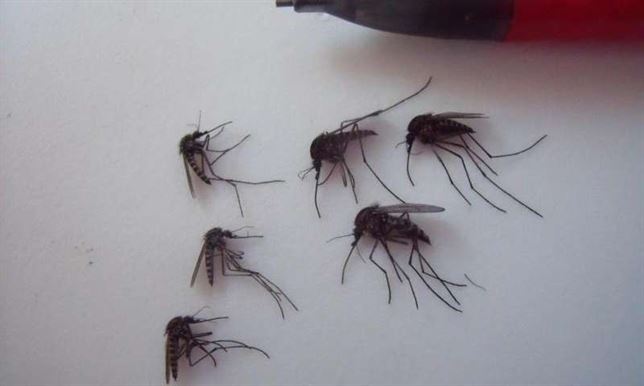 El Ártico invadido por millones de mosquitos a causa del cambio climático