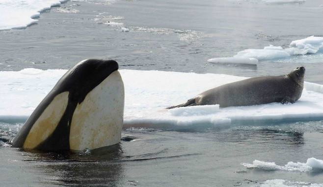 Luz y taquígrafos sobre la historia evolutiva y demográfica de las orcas