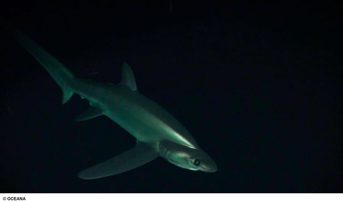 OCEANA lanza un visor online para impulsar la creación de un parque nacional marino en El Hierro