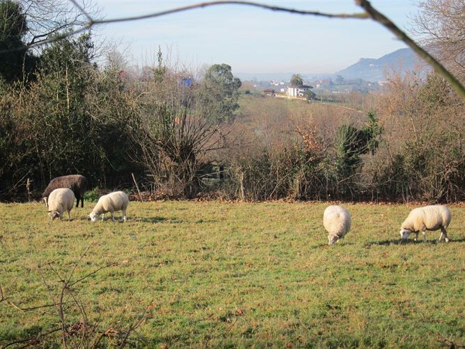 El material genético de la Raza Manchega de Ovino se conservará
