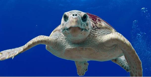 Fuerteventura ‘apuesta’ por el Programa de Reintroducción de la tortuga boba