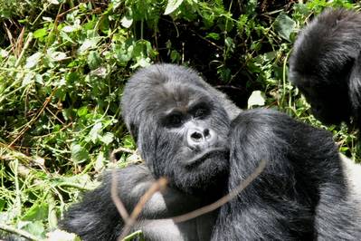 Congo. Publican un vídeo sobre la biodiversidad en Garamba
