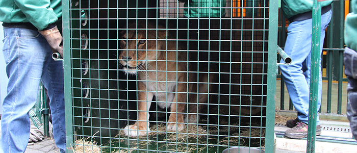 Los animales del ‘Zoo de Peña Escrita’ trasladados a centros de rescate