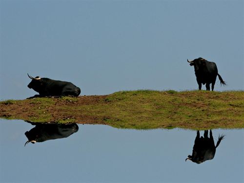 El Gobierno catalán no ve problemas en las tientas taurinas