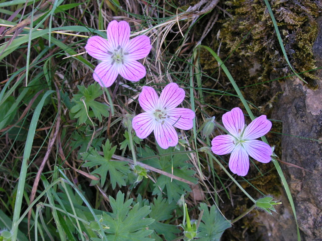 53 taxones de plantas endémicas crecen en El Bierzo por sus condiciones climáticas