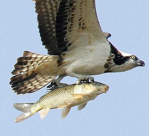 Llegan a Andalucía un total de 19 pollos de águila pescadora procedentes de Alemania para el programa de reintroducción