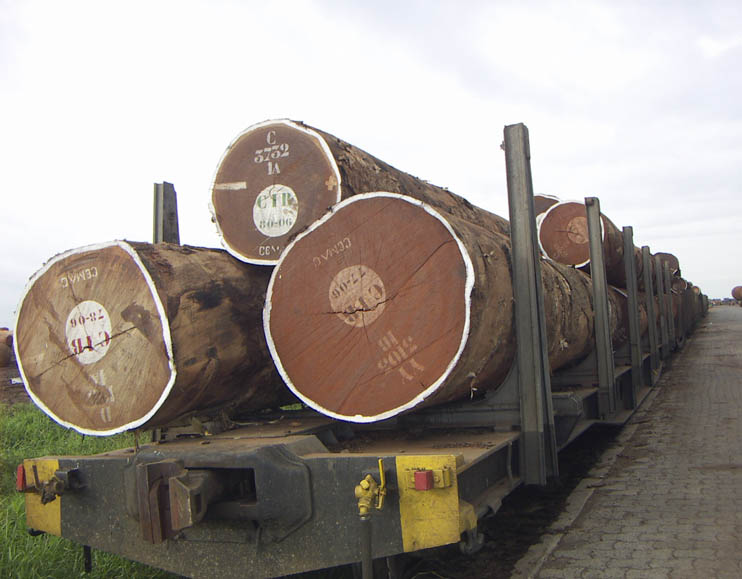 Europa si quiere puede acabar con el comercio de madera ilegal en sus fronteras