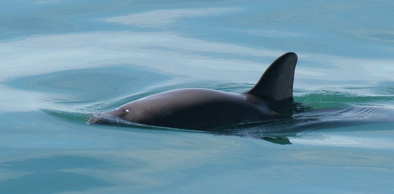 La ‘cocaína del mar’ aniquila los últimos ejemplares de vaquita