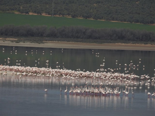 La Reserva Natural de la Laguna de Fuente de Piedra acogerá este año la jornada de anillamiento de pollos de flamenco