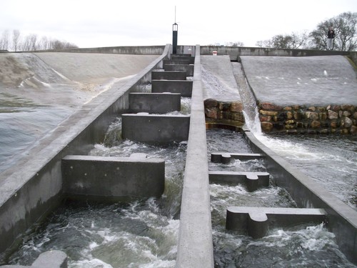 La eliminación de barreras en los ríos es clave para la conservación de los peces