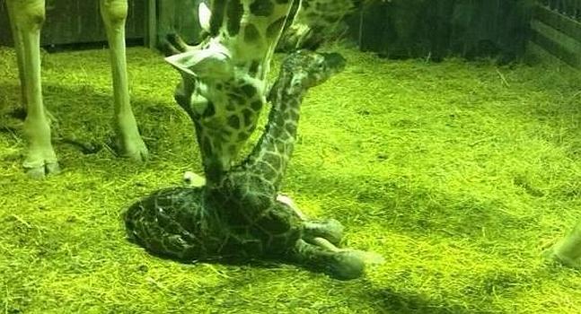 Nace en Madrid la segunda cría de jirafa en menos de una semana