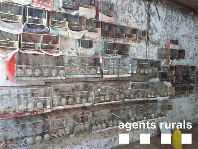 Los Agentes Rurales intervienen 915 aves de comercio ilegal en la provincia de Barcelona