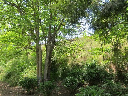 Junta castilla y León. Distribuirá 100.000 plantas para crear espacios arbolados