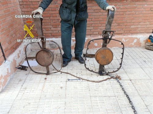 Imputado por el uso de enormes cepos para cazar jabalíes en Malagón (Ciudad Real)