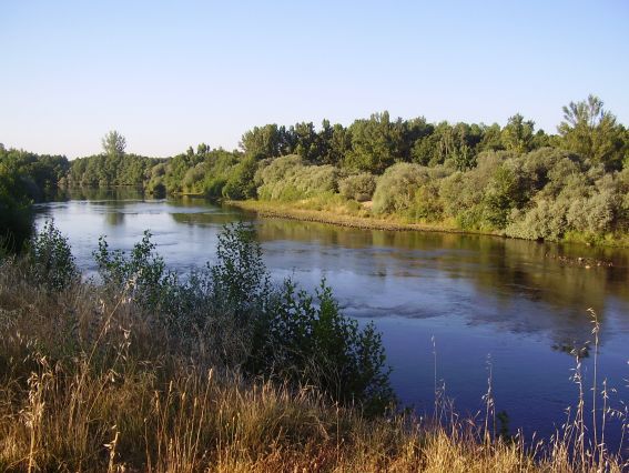 Castilla y León.Recuperan un galápago de Florida en el río Tera