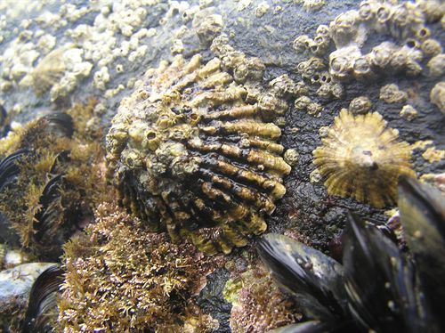 El primer censo exhaustivo en la comunidad del invertebrado lapa ferrugínea localiza 1.005 ejemplares