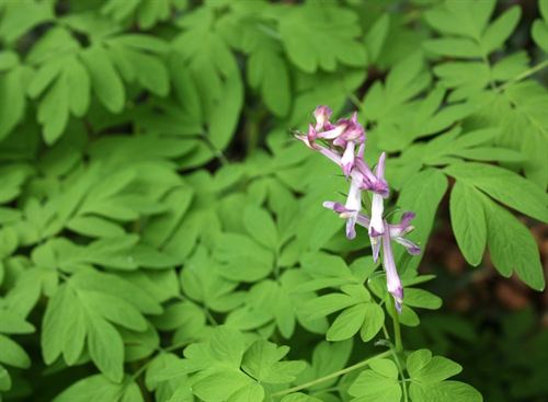 Corydalis