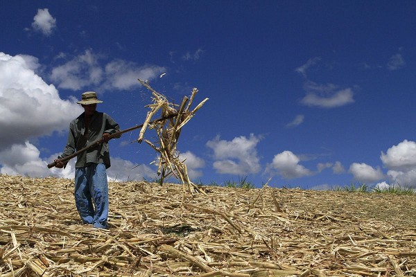 Biomasa para producir energía