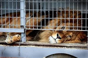 El rescate de grandes felinos sitúa a España a la cabeza de Europa (Ver VIDEO)