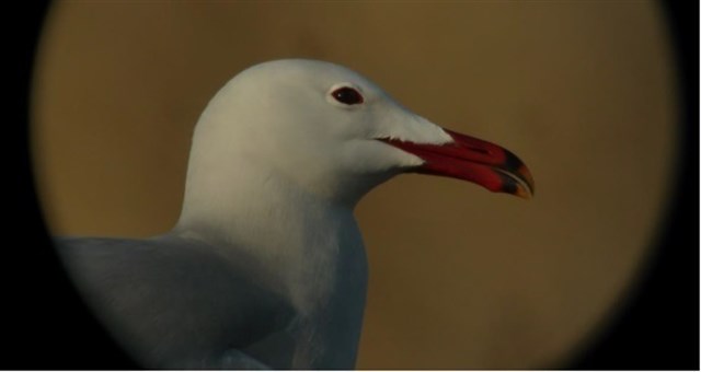 Las gaviotas de Audouin con veteranía reproductiva son las primeras en colonizar nuevos ambientes