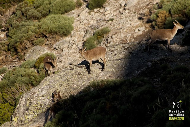 La justicia mantiene la paralización del sacrificio de cabras montesas en la Sierra de Guadarrama