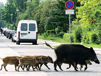 Bajan las incidencias con jabalíes en Barcelona ciudad
