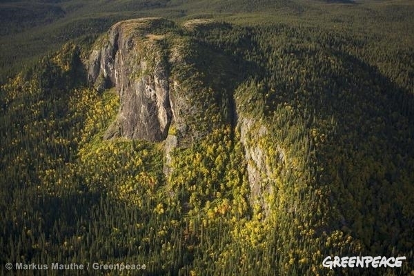 El FSC gana ‘prestigio’ cuando pierde 8 millones de hectáreas certificadas