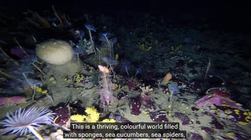 Cómo es el fondo de la Antártida (VIDEO)