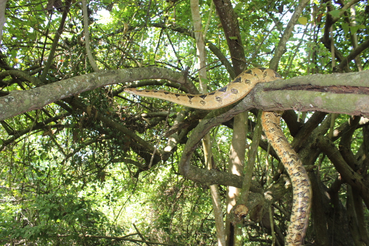 Una serpiente verde y otra serpiente blanca liberadas en Lleida