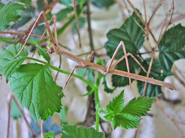 El insecto más largo del mundo