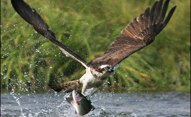 España se ‘moviliza’ para la conservación de aves de presa migratorias