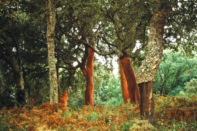 Arrancan los trámites para ampliar el ‘Parque Natural de Los Alcornocales’ (Cádiz-Málaga)